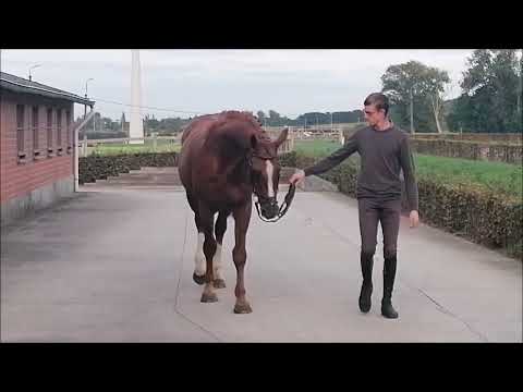 Eyad Z Approved Stallion by DIAMANT DE SEMILLY x VOLTAIRE