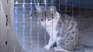 Carl Perkins-Go cat go (Vayrin)