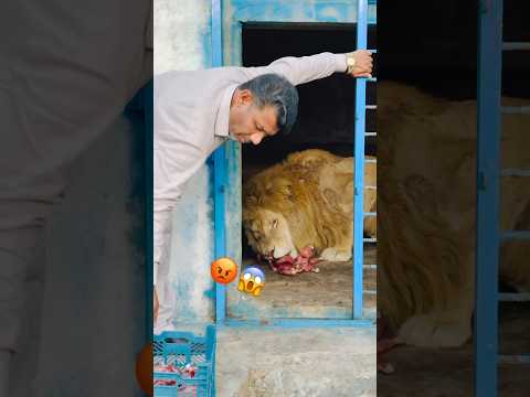 Lion 🦁 food    Attack 😱