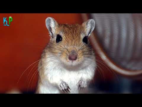 Top 10 facts about Gerbils you'll wish you'd known about sooner