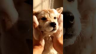 Download lagu Puppy bath foam mp3 Download lagu Puppy bath foam mp3