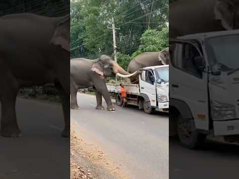 ช้างช่วยเพื่อน‼️กระชากรถจนเป็นแบบนี่🥹😮 #viral #elephant #animallife #shortvideo #animals