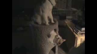 Hillbilly Cat Fight 007.MPG