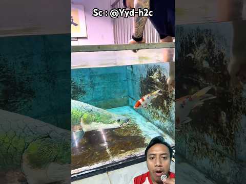 Ikan apaima makan ikan Koi❗️