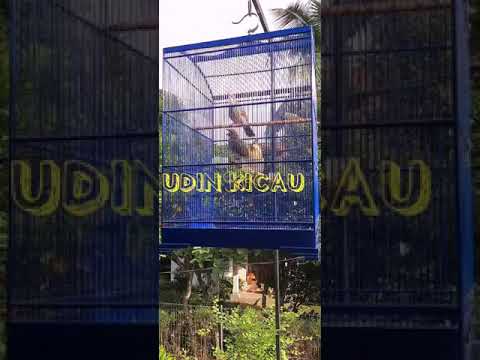 SUARA ROPEL CUCAK ROWO PASANGAN HUTAN