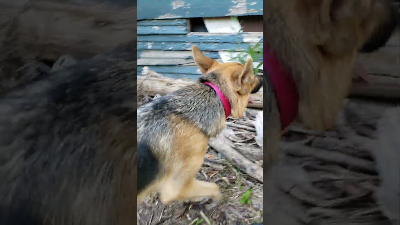 Kobi, an adopted Yorkshire Terrier in Detroit, MI video 5/5