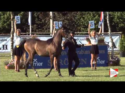 N.89 PASQUAL B.A. - Ströhen 2015 B-Show - Yearling Colts (Class D)