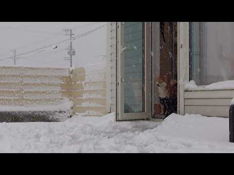 youtube-動物記事1970/01/01 09:00:00