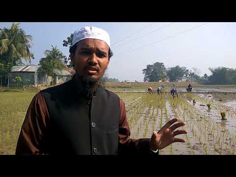 লোগো পদ্ধতিতে চারা রোপণে রোগবালাই ও পোকার আক্রমণ কম হয়!