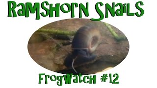 Frog Watch - Ramshorn Snails and Maggots! [12]