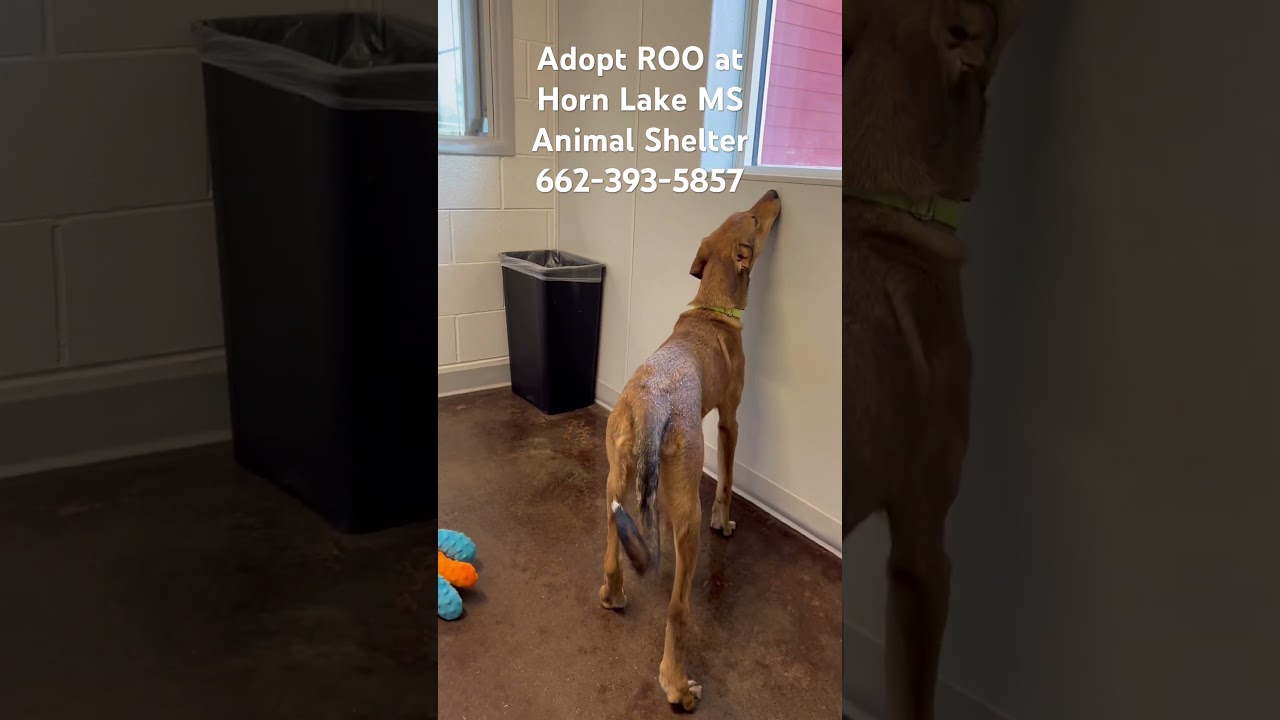 Enlarge Roo , a ADOPTABLE mixed breed in Horn Lake, MS video 6/6