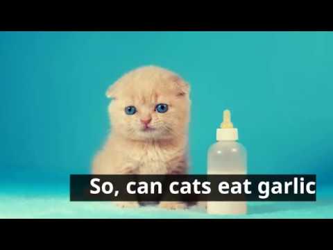 Is it ok for cats to eat garlic?