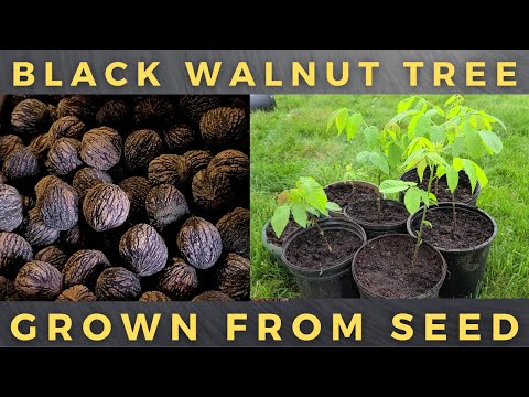 , title : 'How To Grow Black Walnut Tree From Seed'