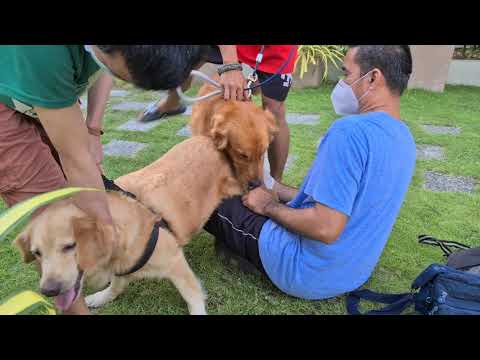 , title : 'Golden Retriever Breeding'