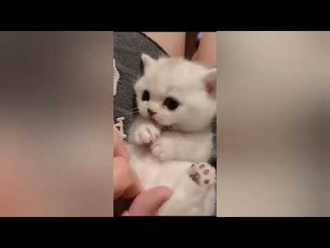 cat lovers ❤️a jaien//🥰#viralvideo