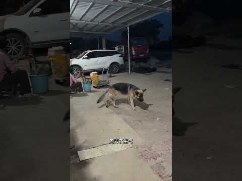 没想到狗也是要面子的，大晚上的娘家狗来婆家串门，说它两句生气扭头就走。  #万万没想到