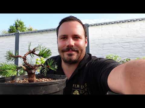 Initial bonsai design of mountain pine (Pinus mugo - Bonsai)