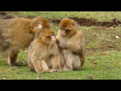 Animals in their natural habitat