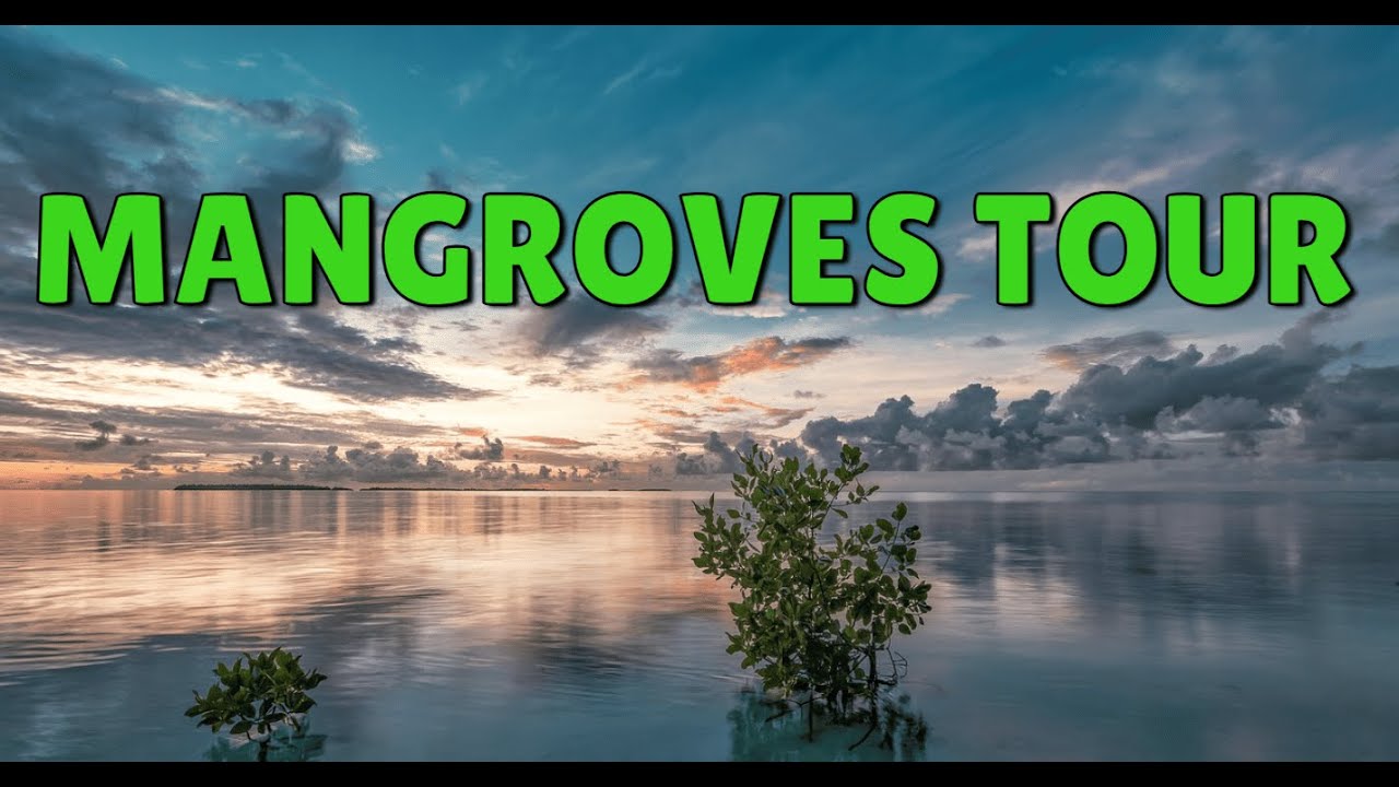 MANGROVES TOUR -  LANGKAWI, MALAYSIA