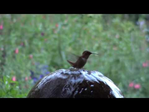 California Surfin' Hummingbird