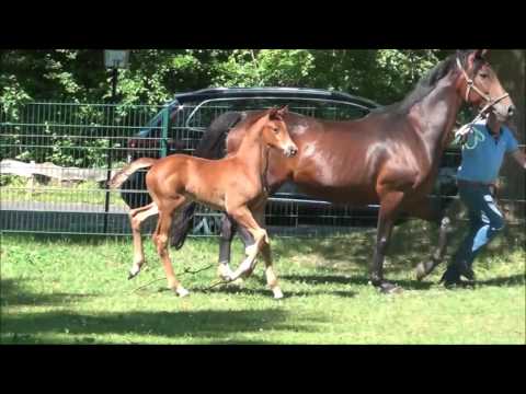 *2017 Stutfohlen von Don Nobless - Laudabilis