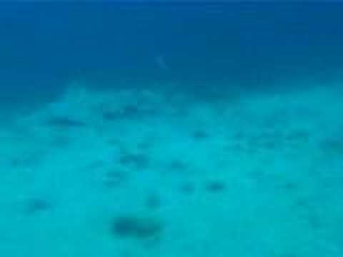 Engelshaie /Angelsharks