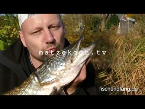 Matze Koch: Hecht Allround (2) - Matzes Mätzchen - 11-2015