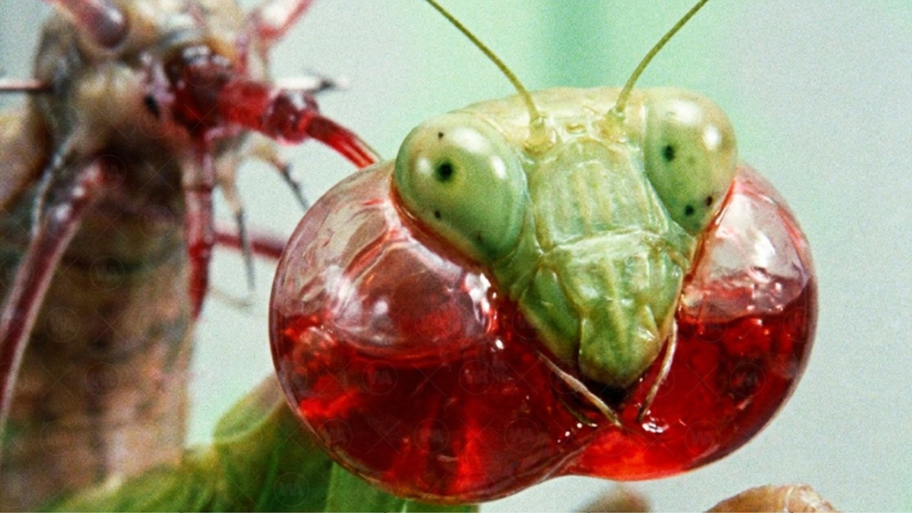 Por Qué Nueva Zelanda Tiene Que Matar a Todas Sus Mantis Para Salvarlas