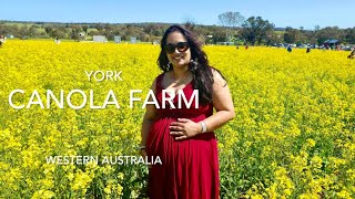 York Canola farm,Western Australia,Canola Fields,Golden fields