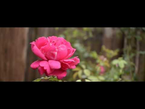 nature cineamatography