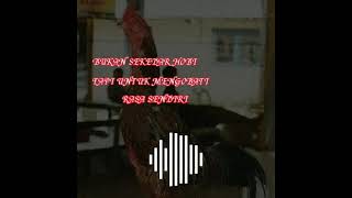 Download lagu Story wa ayam laga | #shorts mp3 Download lagu Story wa ayam laga | #shorts mp3