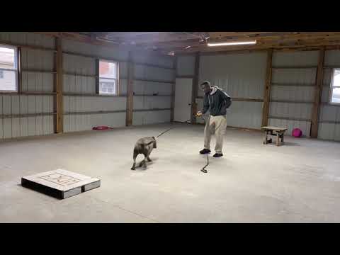 Pit Bull Training