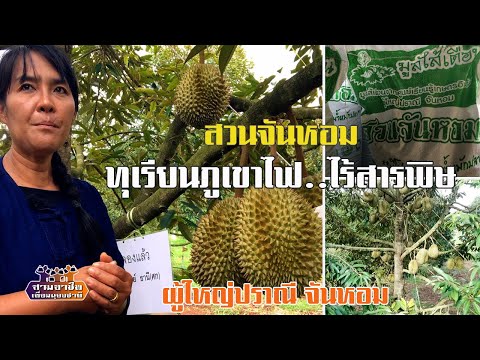 สวนจันหอม "ปลูกทุเรียน ไร้สารพิษ" ผู้ใหญ่ปราณี จันหอม//สามอาชีพฯ