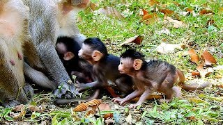 Download lagu That is so Amazing Mom called Triplet Newborn babies to take Milk in One time mp3