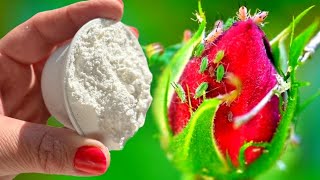 Unbelievable! Save roses from aphids with just 1 tablespoon of this powder