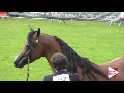 Chantilly 2016 AHO World Cup - CLASS  15 - Colts Championship