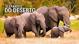 Elefante: O Verdadeiro Rei do Deserto do  Kalahari