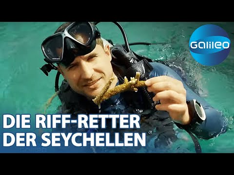 Working in paradise: Using toothbrushes and special concrete to combat coral death