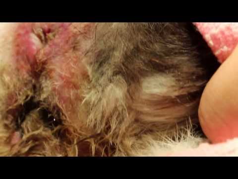 The cat continually licks her anal area - anal impaction 1/3