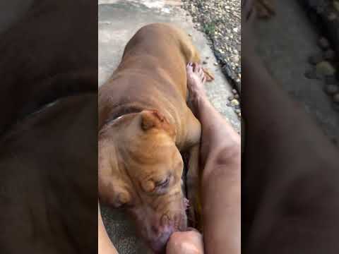 10  อร่อยแซ่บได้อีก #คนรักหมา #pets #dog #postviralシ #reelsvideoシ