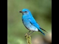 Neil Young -  Beautiful Bluebird