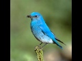 Neil Young - Beautiful Bluebird 