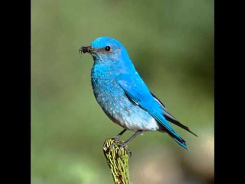 Beautiful Bluebird