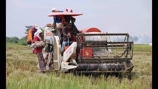 Panen Padi Tercanggih 1 Hektare 1 Jam (Combine Harvester)