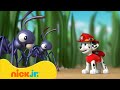 Щенячий патруль Щенячий патруль спасает малыша Nick Jr Cyri