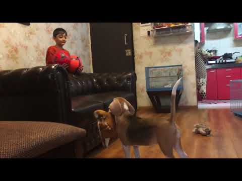 Arash playing with Beagle The Quincy