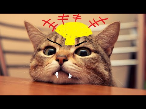 Owning Noobs with anhur Support