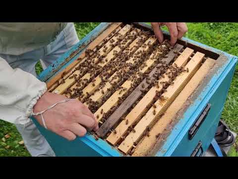 6/8-23 kontroll av kupan samt drivfodring för nu är draget slut...