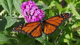 Butterfly Feeds On Nectar