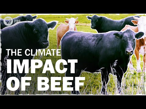 Beef is Bad for the Climate… But How Bad? | Hot Mess 🌎